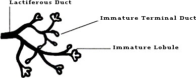 Figure 1B compares two stages of a woman's breast.