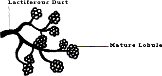 After a woman delivers her first child, we can see in Figure 1B–2, that the breast has formed many mature lobules.