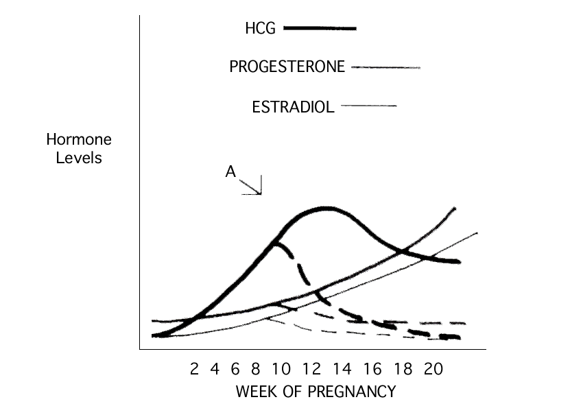 The hormone levels during pregnancy and after induced abortion are depicted with curved lines in Figure 6A.
