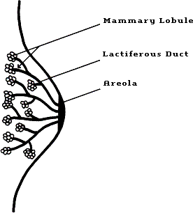 The anatomy of the normal breast is depicted in Figure 1A.